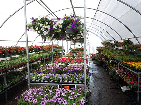 Flats of plants on greenhouse shelves with handing baskets overhead