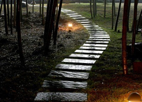 Pathway through a stand of trees